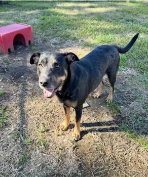Lexie -  Rottweiler and Labrador Retriever Dog for Adoption in Alvin, Texas - Lexie | PetCurious