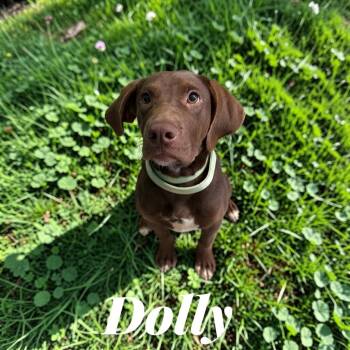 Dolly -  Labrador Retriever Dog for Adoption in Camden, Tennessee - Dolly | PetCurious