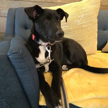 Rescue Mixed Breed Dogs for Adoption in Park City, Utah - Chestnut | PetCurious