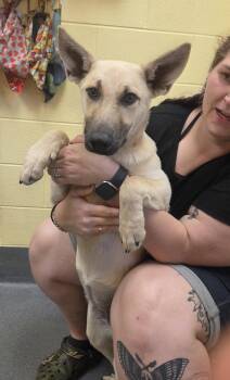 Birdie -  Shepherd Dog for Adoption in Amherst, Virginia - Birdie | PetCurious