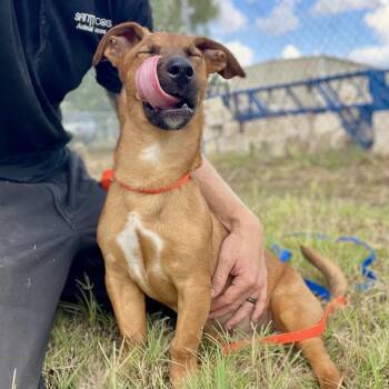Corey -  Dachshund and Mixed Breed Dog for Adoption in Wimberley, Texas - Corey | PetCurious