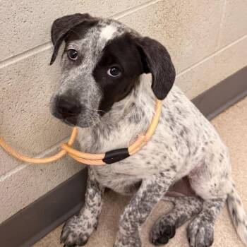 Lorna -  Labrador Retriever and Australian Cattle Dog Blue Heeler Dog for Adoption in Evansville, Indiana - Lorna | PetCurious