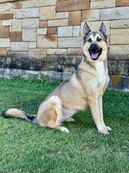 Priscilla -  German Shepherd Dog Dog for Adoption in Helotes, Texas - Priscilla | PetCurious