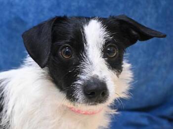 Terrier Dogs Available for Adoption - Trixie | PetCurious
