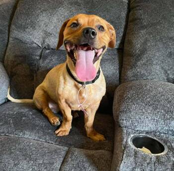 Andy - fostered in Omaha -  Beagle and Basset Hound Dog for Adoption in Overland Park, Kansas - Andy - Fostered In Omaha | PetCurious