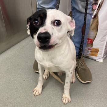 Mixed Breed Dogs Available for Adoption in Abilene, Texas - Dice | PetCurious