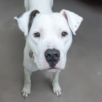 American Bulldog and Mixed Breed Dogs Available for Adoption in St. Louis, Missouri - DORY | PetCurious