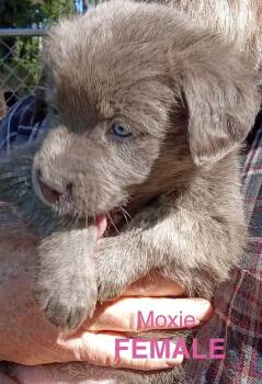 MOXIE -  Shepherd Dog for Adoption in Stuart, Virginia - MOXIE | PetCurious