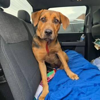 Foster Stormy -  Hound Dog for Adoption in Oswego, Illinois - Foster Stormy | PetCurious