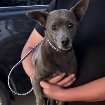 Yoda -  Chihuahua and Mixed Breed Dog for Adoption in Hagerstown, Maryland - Yoda | PetCurious