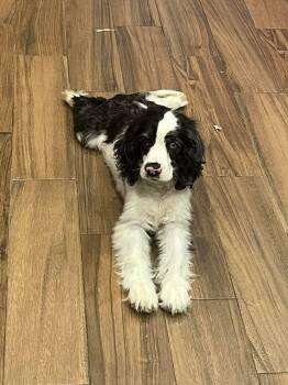 English Cocker Spaniel Dogs Available for Adoption in Huntington, New York - Wave | PetCurious