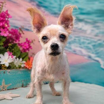 Prissy -  Yorkshire Terrier and Mixed Breed Dog for Adoption in Griswold, Connecticut - Prissy | PetCurious