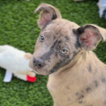 Holly A2284330 -  Catahoula Leopard Dog Dog for Adoption in Los Angeles, California - Holly A2284330 | PetCurious