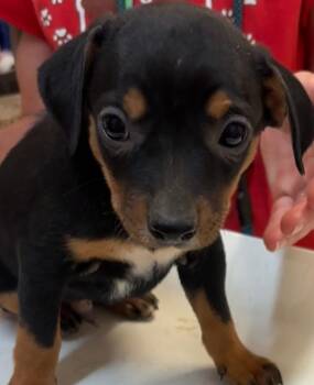 Niblet -  Beagle Dog for Adoption in Elizabethton, Tennessee - Niblet | PetCurious