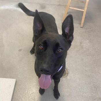 Nova (DJ Disc Jockey) -  Shepherd and Pit Bull Terrier Dog for Adoption in Rifle, Colorado - Nova (DJ Disc Jockey) | PetCurious