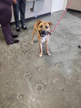 Rescue Pit Bull Terrier Dogs for Adoption in Rockwall, Texas - Found Stray: Tony | PetCurious