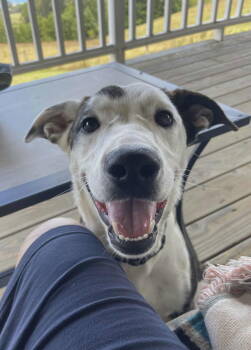 Rescue Hound Dogs for Adoption in Bothell, Washington - Dolly | PetCurious