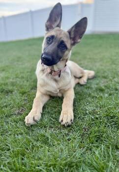 German Shepherd Dog and Belgian Shepherd Malinois Dogs Available for Adoption in Fredonia, Wisconsin - Hilde | PetCurious