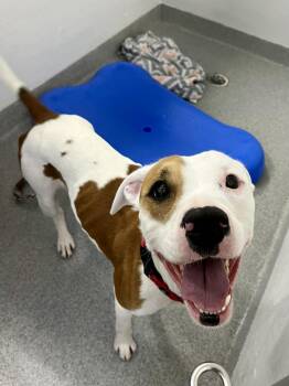 Mixed Breed Dogs Available for Adoption in Moundsville, West Virginia - Baby Girl  | PetCurious