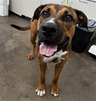 TITAN -  Mixed Breed Dog for Adoption in Dallas, Texas - TITAN | PetCurious