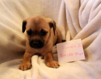 Rescue Chihuahua and Dachshund Dogs for Adoption in Imperial Beach, California - Sophie | PetCurious