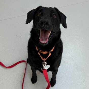 Black Labrador Retriever Dogs Available for Adoption in Warwick, Rhode Island - Shadow | PetCurious