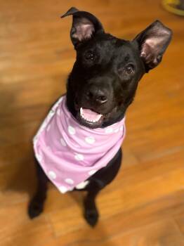 Henna -  Labrador Retriever and Shepherd Dog for Adoption in Coldwater, Michigan - Henna | PetCurious