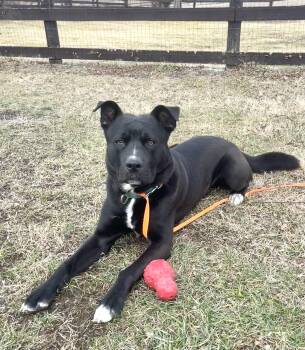 Mixed Breed Dogs Available for Adoption - Astro | PetCurious