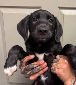 Catahoula Leopard Dog and Labrador Retriever Dogs Available for Adoption in Littleton, Colorado - Robbie | PetCurious