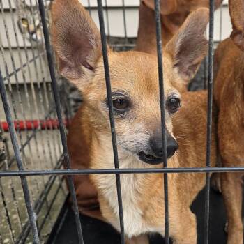 Chaos -  Chihuahua Dog for Adoption - Chaos | PetCurious