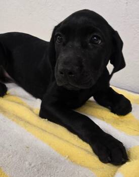 KASIE -  Retriever and Great Dane Dog for Adoption in Sandusky, Ohio - KASIE | PetCurious