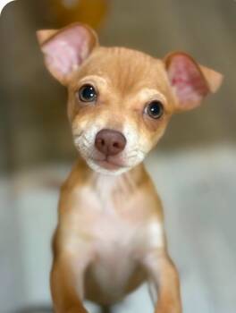 Rescue Chihuahua Dogs for Adoption in Triana, Alabama - Marcy | PetCurious