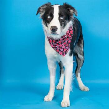 Australian Shepherd and Mixed Breed Dogs Available for Adoption - DROGO | PetCurious