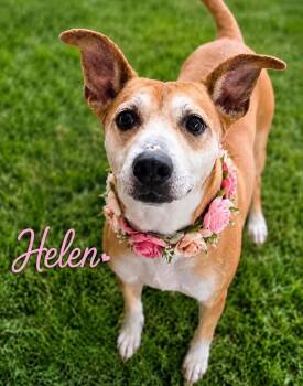 Australian Kelpie and Terrier Dogs Available for Adoption in Houston, Texas - Helen | PetCurious