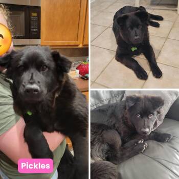 Chow Chow Dogs Available for Adoption in Houston, Texas - Pickles | PetCurious