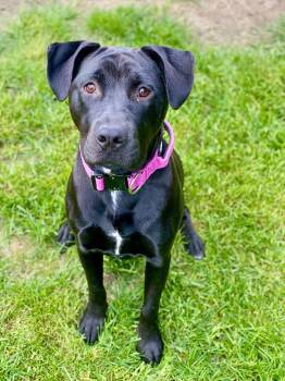 Brooke -  Labrador Retriever and Mixed Breed Dog for Adoption in Urbandale, Iowa - Brooke | PetCurious