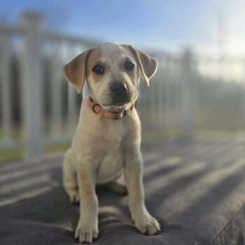 Labrador Retriever and Australian Cattle Dog Blue Heeler Dogs Available for Adoption - Dixie  | PetCurious