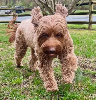 Goldendoodle Dogs Available for Adoption in Landenberg, Pennsylvania - Betty Boop | PetCurious