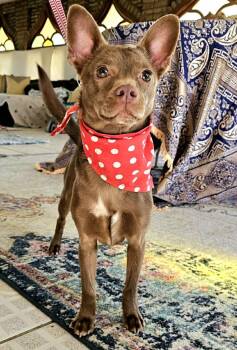 Chihuahua Dogs Available for Adoption - Nico | PetCurious