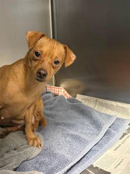 Mixed Breed Dogs Available for Adoption in Jacksonville, Florida - BABY GORGEOUS | PetCurious