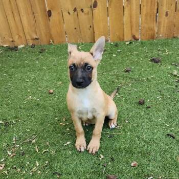 Rescue Belgian Shepherd Malinois Dogs for Adoption in Austin, Texas - Shilo TM | PetCurious