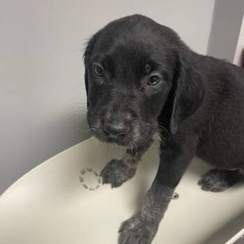 Latte -  Mixed Breed Dog for Adoption in Chattanooga, Tennessee - Latte | PetCurious