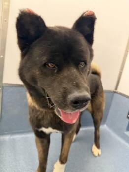 KUMA -  Akita Dog for Adoption in St. Louis, Missouri - KUMA | PetCurious