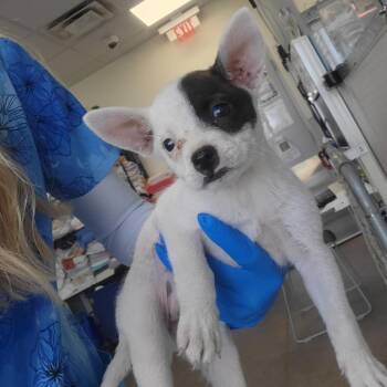 Woodstock -  Mixed Breed Dog for Adoption in Las Cruces, New Mexico - Woodstock | PetCurious