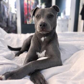 Lil Bit -  Labrador Retriever and Weimaraner Dog for Adoption in New Orleans, Louisiana - Lil Bit | PetCurious
