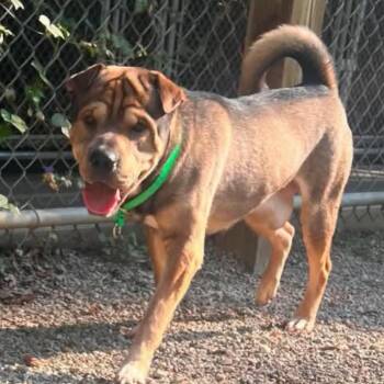 Burrito -  Shar Pei Dog for Adoption in Marseilles, Illinois - Burrito | PetCurious