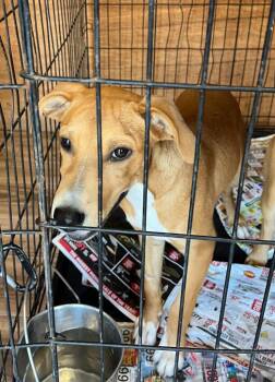 Phoebe -  Mixed Breed Dog for Adoption in Lawrenceburg, Tennessee - Phoebe | PetCurious
