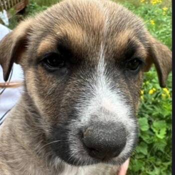 R2D2 -  Shepherd and Mixed Breed Dog for Adoption in Kansas City, Missouri - R2D2 | PetCurious