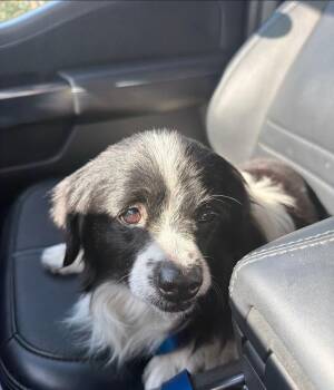 Mixed Breed Dogs Available for Adoption in Fort Lauderdale, Florida - Duke | PetCurious