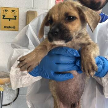 Rocky Road -  Shepherd Dog for Adoption in Edinburg, Texas - Rocky Road | PetCurious